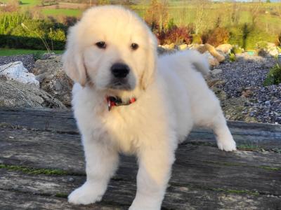 Golden Retriever puppies in Wexford