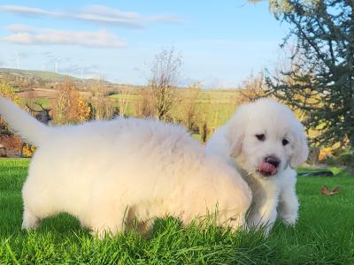 Golden Retriever puppies in Wexford