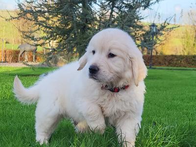 Golden Retriever puppies in Wexford