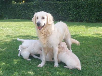 Golden Retriever puppies in Wexford