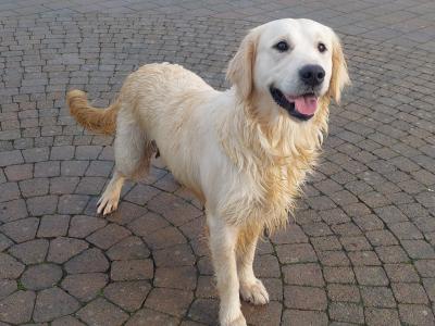 Golden Retriever puppies in Wexford