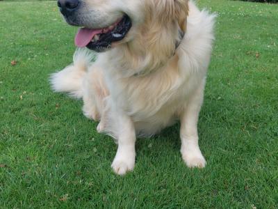 Golden Retriever puppies in Wexford