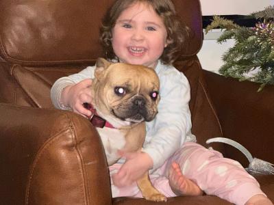 IKC Registered female French Bulldog in Carlow
