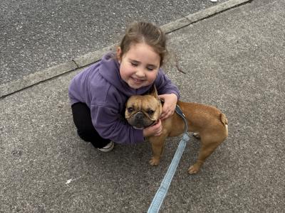 IKC Registered female French Bulldog in Carlow