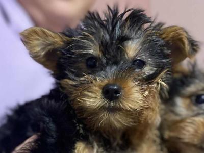Sweet Little female Yorkshire Terrier puppy in Limerick