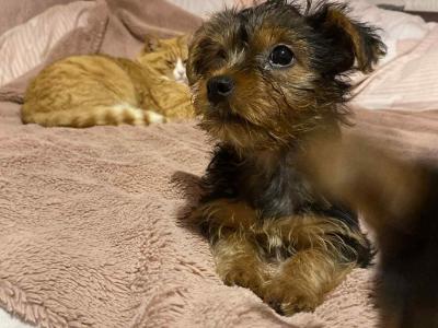 Sweet Little female Yorkshire Terrier puppy in Limerick
