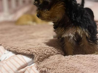 Sweet Little female Yorkshire Terrier puppy in Limerick