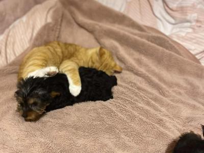 Sweet Little female Yorkshire Terrier puppy in Limerick