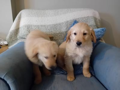 IKC Registered(pending) Golden Retriever puppies in Kildare