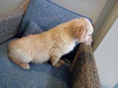 IKC Registered(pending) Golden Retriever puppies in Kildare