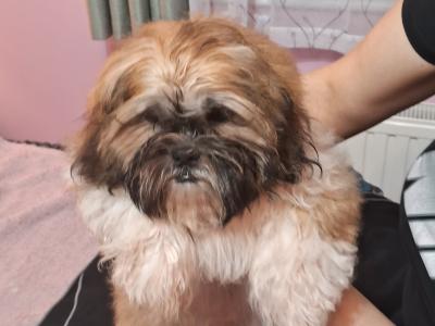 Shih Tzu puppies 3 months old for sale in Tipperary