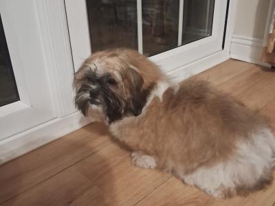 Shih Tzu puppies 3 months old for sale in Tipperary