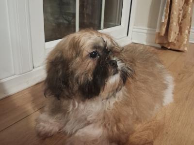 Shih Tzu puppies 3 months old for sale in Tipperary