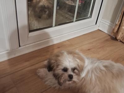 Shih Tzu puppies 3 months old for sale in Tipperary