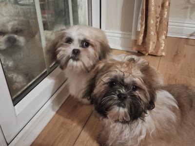 Shih Tzu puppies 3 months old for sale in Tipperary