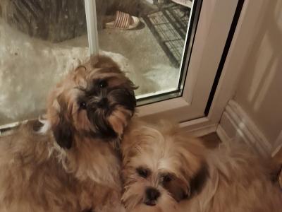 Shih Tzu puppies 3 months old for sale in Tipperary