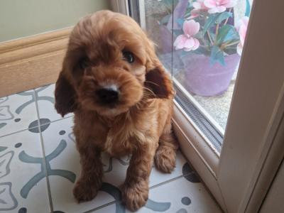 Beautiful Cockapoo puppies in Wexford