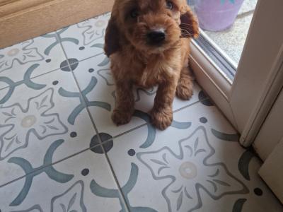 Beautiful Cockapoo puppies in Wexford