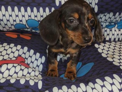 Female Dachshund puppy in Dublin
