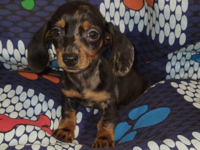 Female Dachshund puppy in Dublin