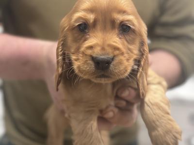 Golden Cocker Spaniel puppies in Leitrim