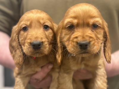 Golden Cocker Spaniel puppies in Leitrim