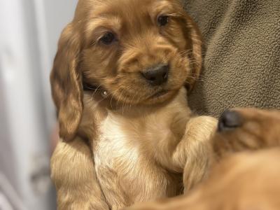 Golden Cocker Spaniel puppies in Leitrim