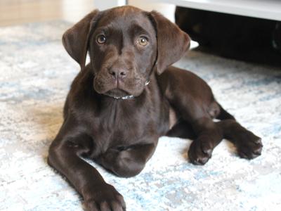 Purebred chocolate Labrador puppies in Laois