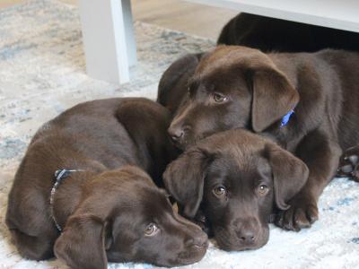 Purebred chocolate Labrador puppies in Laois