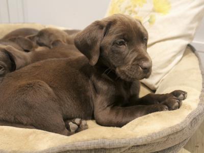 Purebred chocolate Labrador puppies in Laois