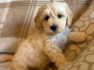 Stunning Litter of Genuine toy Maltipoo puppies in Longford *Training started*