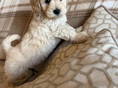 Stunning Litter of Genuine toy Maltipoo puppies in Longford *Training started*