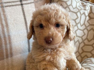 Stunning Litter of Genuine toy Maltipoo puppies in Longford *Training started*