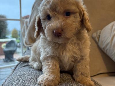 Stunning Litter of Genuine toy Maltipoo puppies in Longford *Training started*
