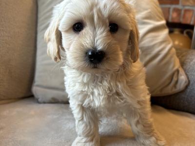 Stunning Litter of Genuine toy Maltipoo puppies in Longford *Training started*