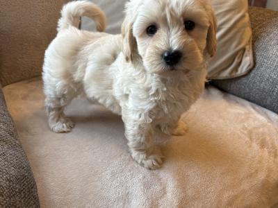 Stunning Litter of Genuine toy Maltipoo puppies in Longford *Training started*