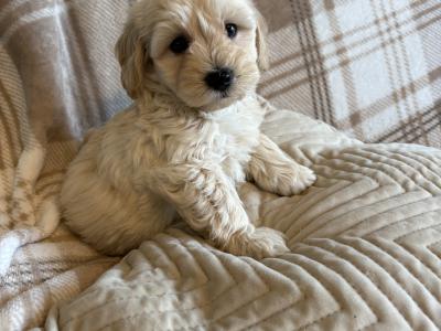 Stunning Litter of Genuine toy Maltipoo puppies in Longford *Training started*