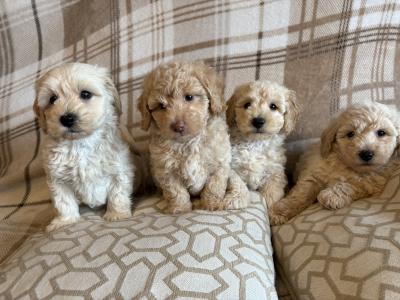 Stunning Litter of Genuine toy Maltipoo puppies in Longford *Training started*
