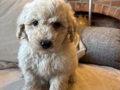 Stunning Litter of Genuine toy Maltipoo puppies in Longford *Training started*