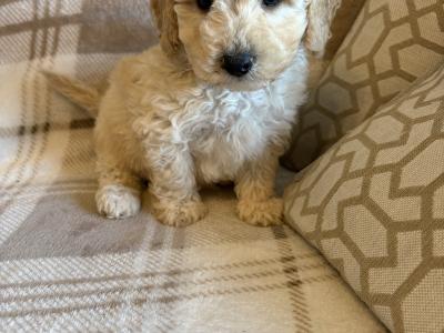 Stunning Litter of Genuine toy Maltipoo puppies in Longford *Training started*