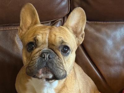 IKC Registered female French Bulldog in Carlow