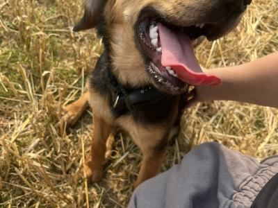 Male Beagle x Labrador puppy 8 months old in Wexford