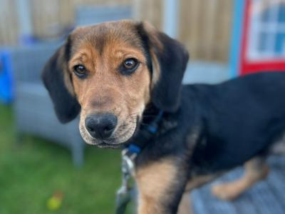 Male Beagle x Labrador puppy 8 months old in Wexford