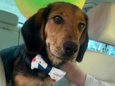 Male Beagle x Labrador puppy 8 months old in Wexford