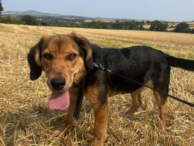 Male Beagle x Labrador puppy 8 months old in Wexford