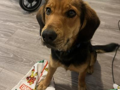 Male Beagle x Labrador puppy 8 months old in Wexford