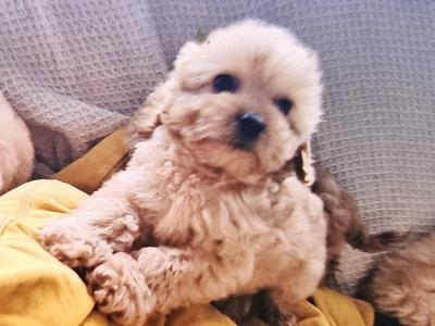 Cockapoo puppies in Limerick