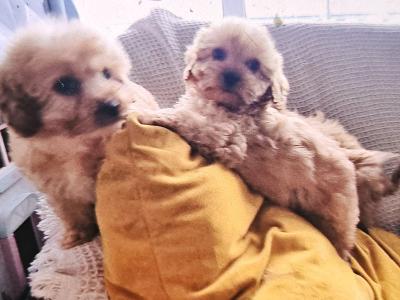 Cockapoo puppies in Limerick