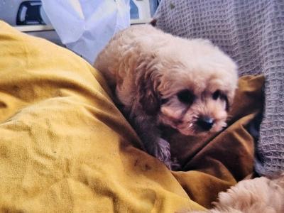 Cockapoo puppies in Limerick