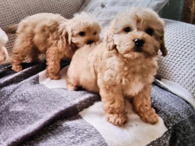 Cockapoo puppies in Limerick
